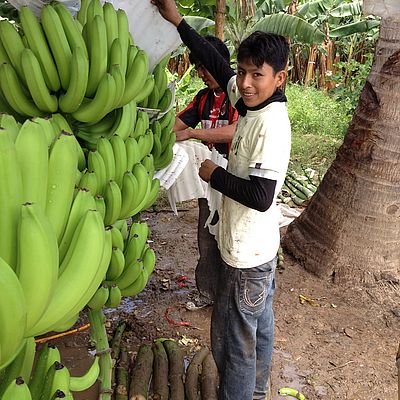ArbeiterInnen bei der Ernte von Bananen bei einer Plantage 