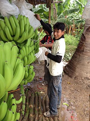 Bananenernte Ecuador - Bub