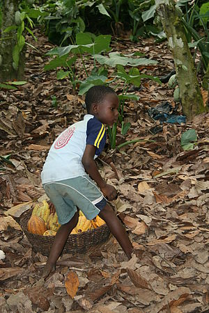 Kind hilft auf der Farm der Eltern bei der Ernte im Kakaoanbau, Ghana
