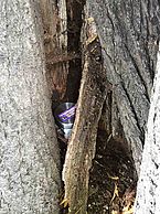 In einem Baum versteckte Dose mit einem Fairtrade Aufkleber