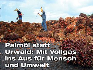 Zwei Arbeiter in einer großen Anhäufung von reifen Ölpalm-Früchten. Darüber als Text "Palmöl statt Urwald: Mit Vollgas ins Aus für Mensch und Umwelt"