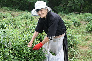 Alte Frau pflückt Teepflanze