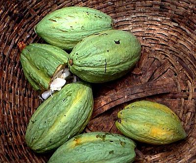 In einem braunen Korb liegen mehrere grüne Kakaoschoten 