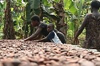 Ein Kind trocknet Kakaobohnen