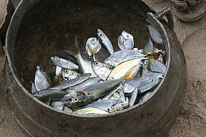 Tote Fische in einem Metallkorb