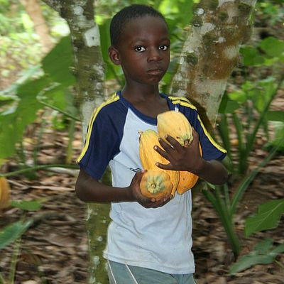 Ein Kinderarbeiter trägt mehrere Kakofrüchte in einem Wald in Ghana