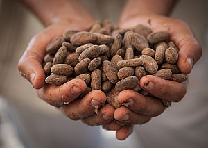 Zwei Hände halten eine Vielzahl an Kakaobohnen