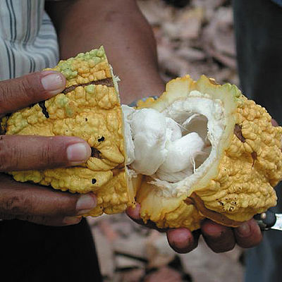 Ein Mann öffnet eine Kakaofrucht