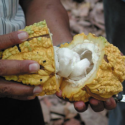 Ein Mann öffnet eine Kakaofrucht
