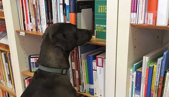 Bücherregal in einer Bibliothek mit einem Hund