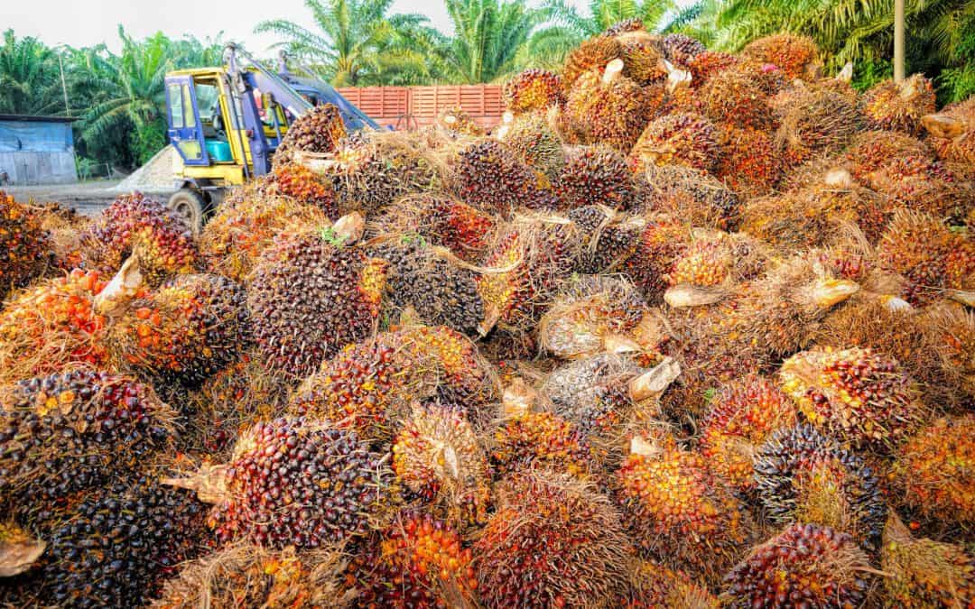 Palmöl