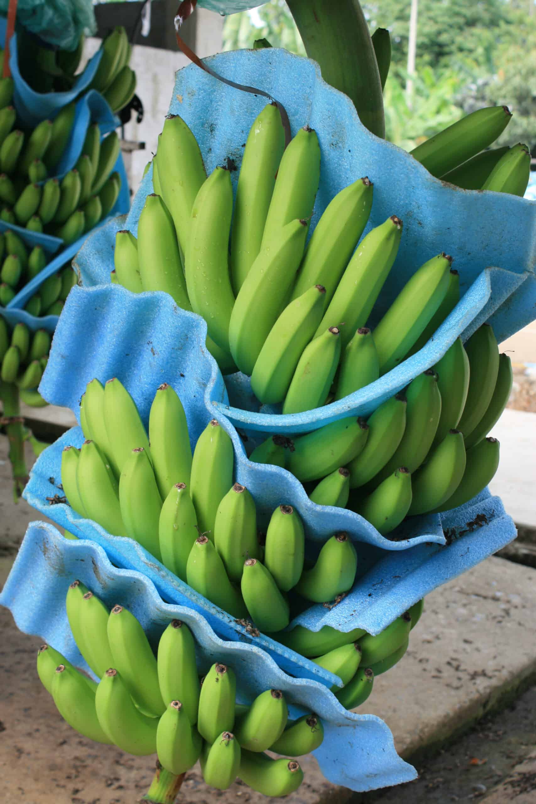 Bananen für Transport-(c)suedwind