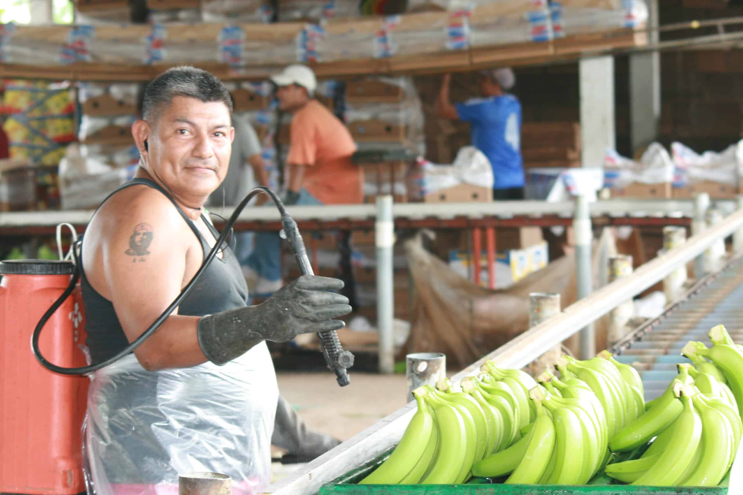 Verarbeitung Bananen Ecuador-(c)suedwind