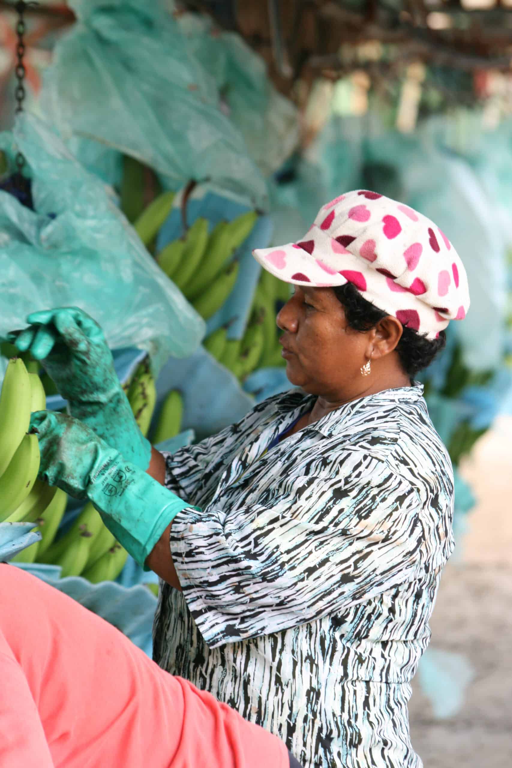 Verpackung Bananen Ecuador-(c)suedwind