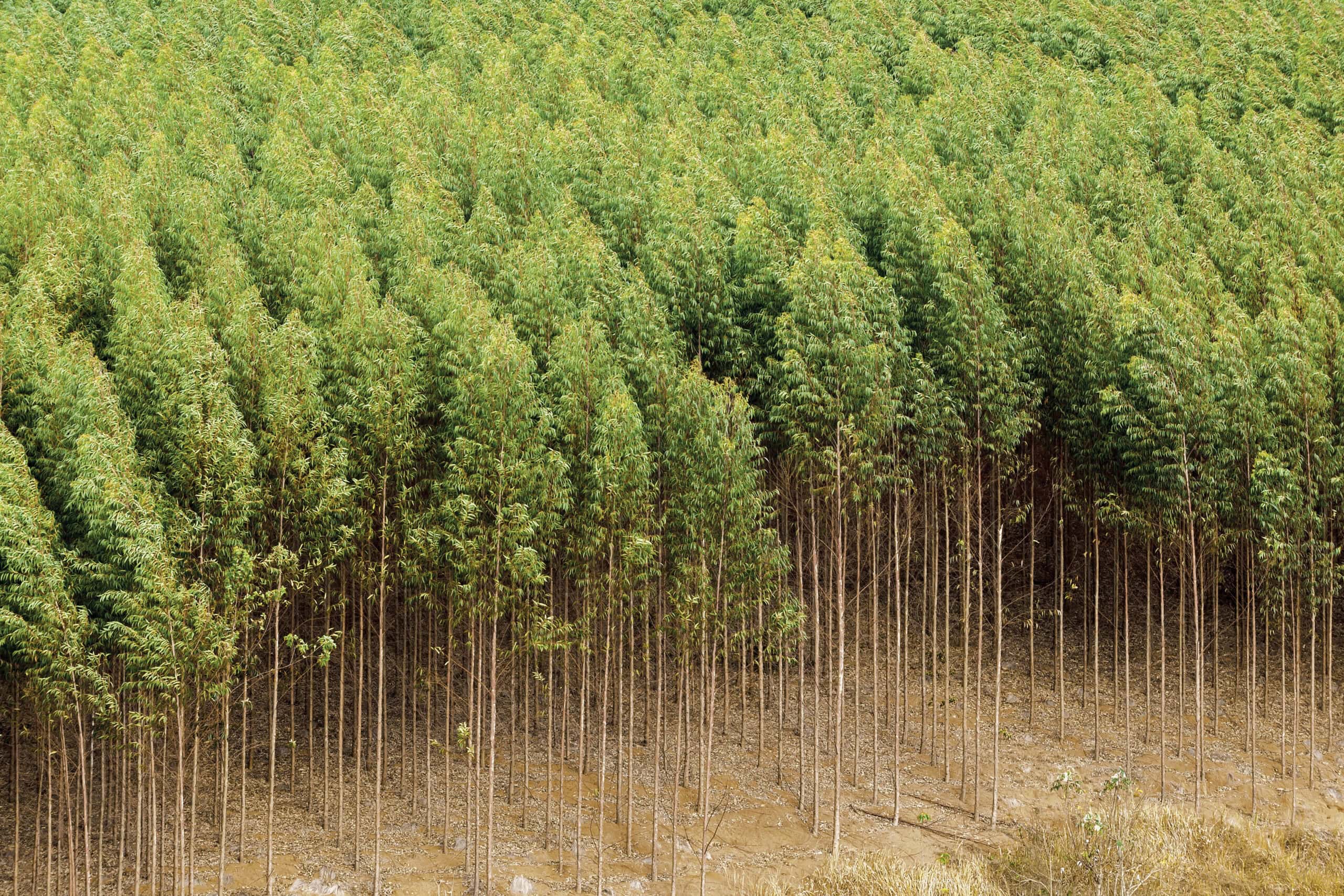 Eucalyptus,Plantation,In,Brazil