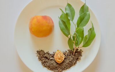 Salzburgweiter Aktionstag 16. Mai mit Boden-Picknick und konsumkritischem Stadtspaziergang