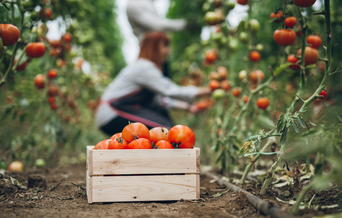 Hf1W Agrarökologie Sujet 3 Eine Kiste mit geernteten Tomaten im Feld
