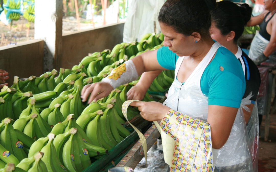 Ausbeutung und verbotene Pestizide: Der hohe Preis der Banane
