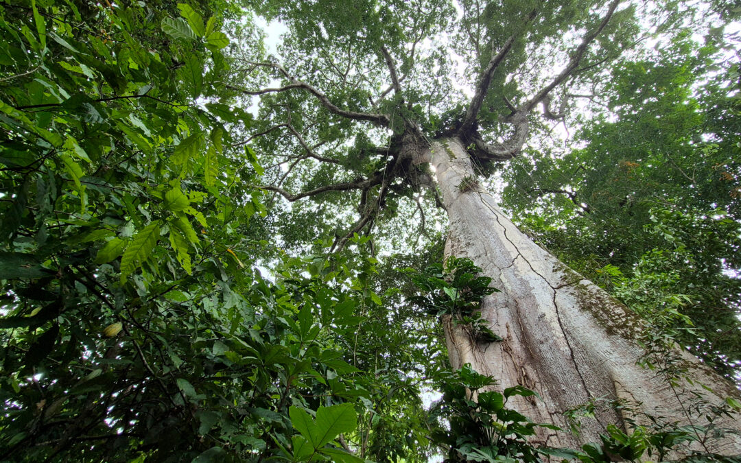 Tag des Waldes: Südwind fordert Hände weg vom Waldschutz!