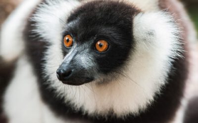 Südwind lädt zur Jugendreise nach Madagaskar